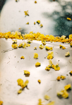 Small yellow flowers