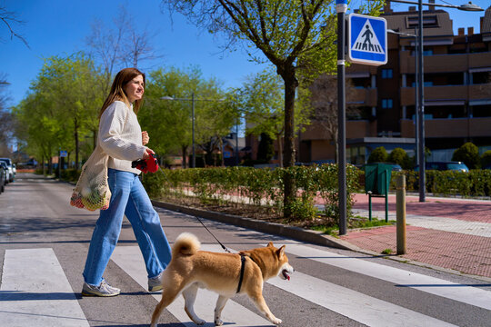 Mature woman walking dog across pedestrian crossing