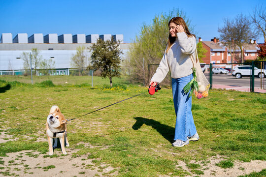 Woman walking shiba inu dog after grocery shopping