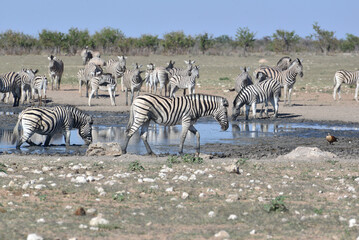 Zebra © camerawithlegs