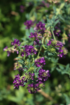 Top view of purple alfalfa flower in the field. Medicago sativa cultivation in bloom in summer