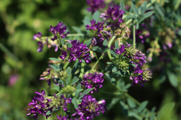 Obraz premium Top view of purple alfalfa flower in the field. Medicago sativa cultivation in bloom in summer