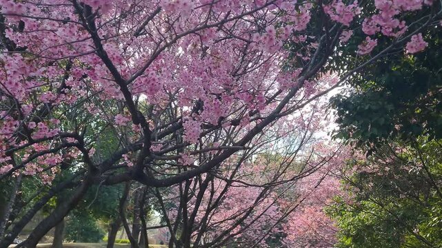 Lush pink cherry blossom trees blooming in a serene public park during the peak spring season.
