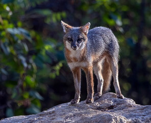 Obraz premium Full-length portrait of a wild gray fox standing on a rock looking at the camera.