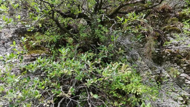 Superficie rocciosa con vegetazione verde e muschio che cresce nelle crepe, in un ambiente naturale umido e selvaggio