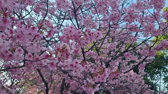 Beautiful pink cherry blossoms blooming on branches against a clear blue spring sky background.