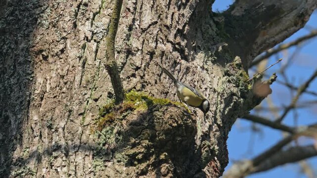 Great tit (Parus major) bird jumping on a tree stem