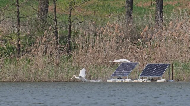 mute swan (Cygnus olor) birds flying and fighting