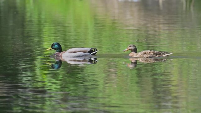 mallard wild duck (Anas platyrhynchos) pair swimming