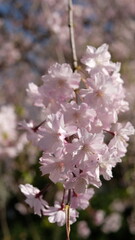 Naklejka premium Vertical Close-Up Shot of Pink Cherry Blossom Cluster Blooming on Hanging Branch