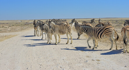 Zebra © camerawithlegs