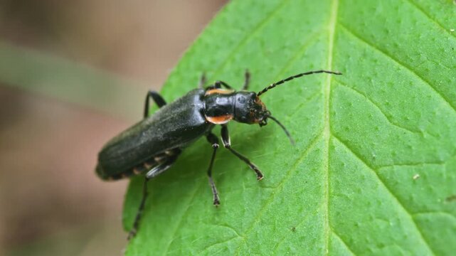 dark soldier beetle (Cantharis fusca) on a leaf
