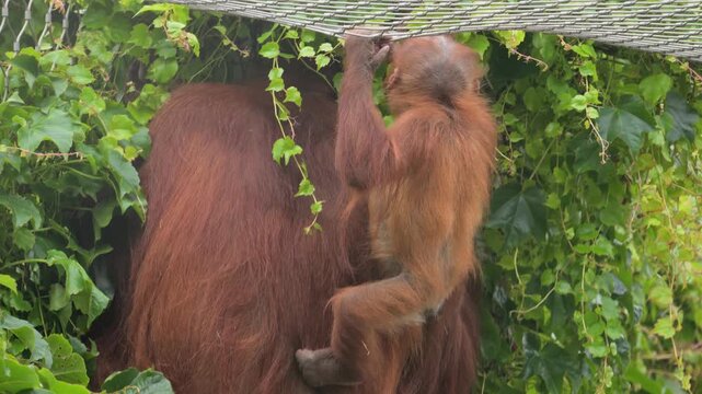 Sumatran orangutan (Pongo abelii) baby exploring the world near to its mother
