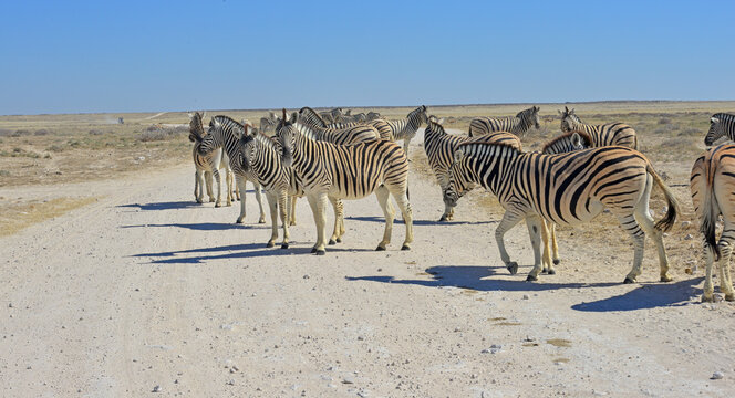 Zebra