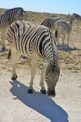 Zebra © camerawithlegs