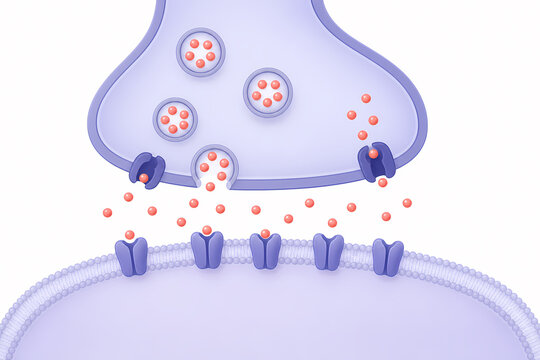 Neurotransmitter reuptake synapse recycling illustration