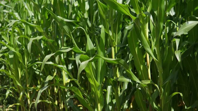 ripe corn field background 4k