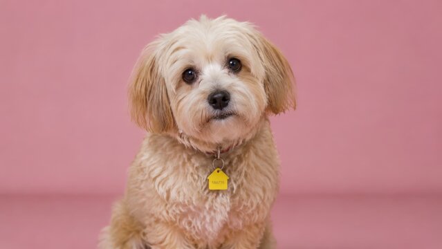 Small fluffy cream and golden maltipoo dog with wavy fur and a yellow house-shaped ID tag on its collar sits on a pink background looking at the camera with soft brown eyes