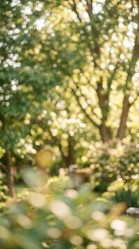 A beautiful soft focus background of a lush green garden with golden sunlight filtering through the trees during a summer day
