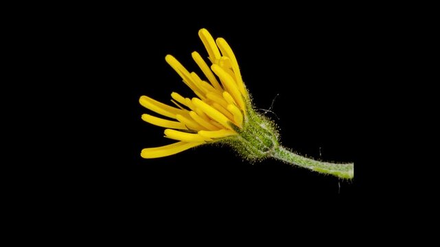 wall hawkweed yellow flower opening time lapse