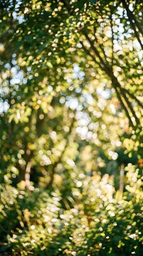 A beautiful natural background featuring soft out of focus green leaves and golden sunlight filtering through trees in a lush forest