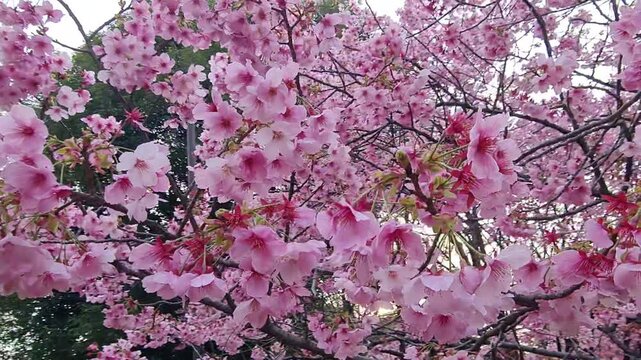 Beautiful pink cherry blossoms blooming on tree branches in a sunny park during the spring season.