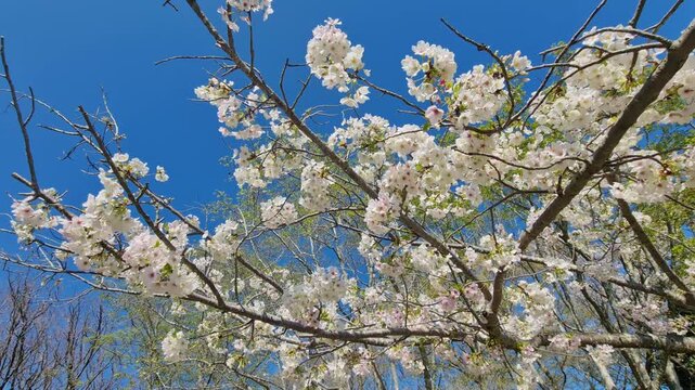 White cherry blossoms on branches against a clear blue sky in spring.