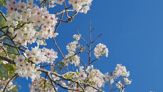 Beautiful white and pink cherry blossoms bloom on branches against a clear blue sky during springtime.