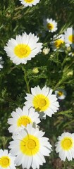 daisies in the garden © Malika