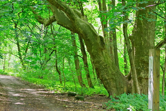 an ancient plane tree growing by the river in the Cybina valley