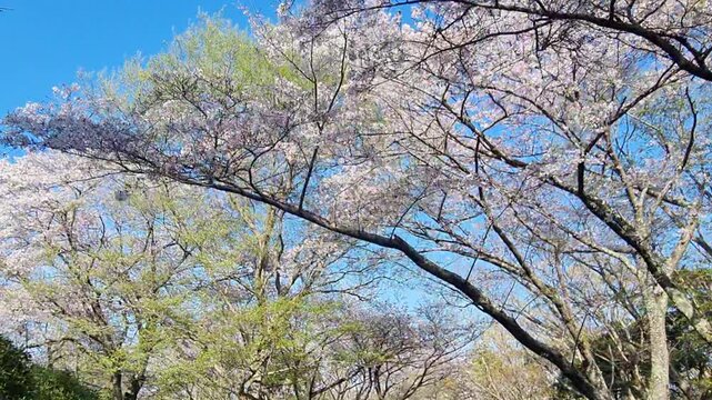 Beautiful cherry blossom trees bloom with soft pink flowers against a clear blue spring sky in a peaceful park.