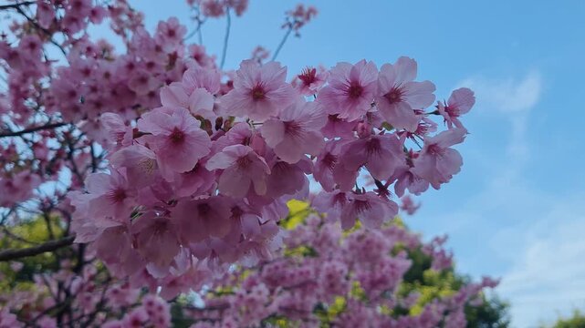 Beautiful pink cherry blossoms bloom in abundance against a clear blue sky during a bright spring day.