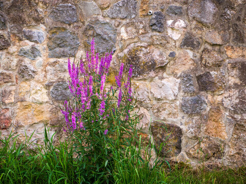 Purple loosestrife (Lythrum salicaria) blooming against a rustic natural stone wall, creating a colorful contrast between wildflowers and historic masonry.