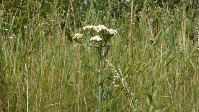 White yarrow flower (Achillea millefolium) standing in tall wild grass field, camera tilt, wide shot, sunny natural light. Harmony and Raw Nature.