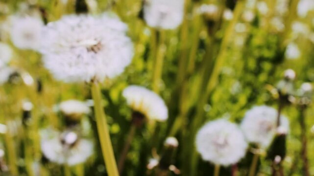 Pusteblume verliert Samen im Wind auf sonniger Fr&uuml;hlingswiese