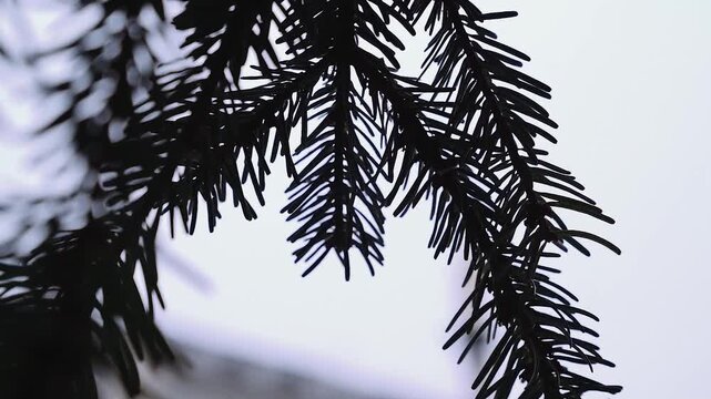 Nahaufnahme eines Tannenzweigs im Winterwind