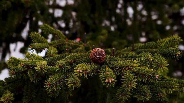 Tannenzweig mit Zapfen an gro&szlig;em Weihnachtsbaum