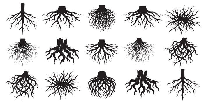 Tree Roots Silhouette Collection &ndash; Black Root Vector Set Isolated on White