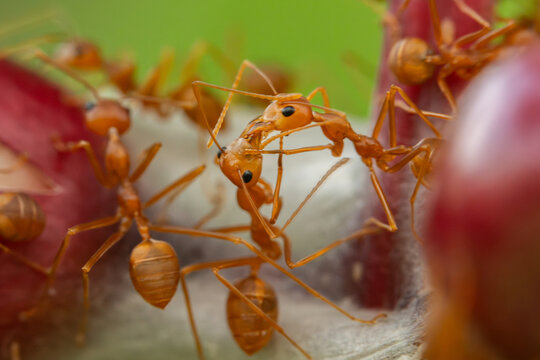 Close up the power of stronger red ants action fighting on branch trees home and green leave background.Wildlife animal in the nature at outdoor park.Unity and team work together concept.