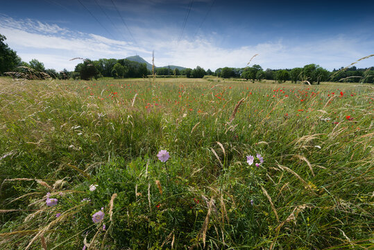 Champ naturel de c&eacute;r&eacute;ales, gramin&eacute;s, de coquelicots et de bleuets en Auvergne, France