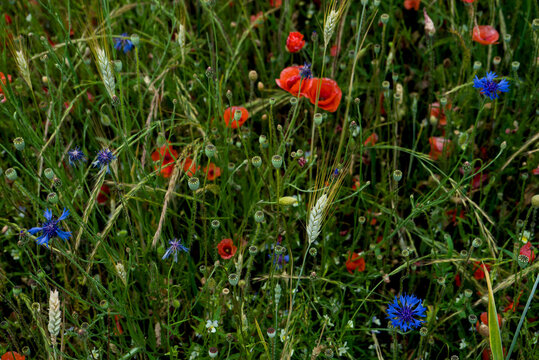 Champ naturel de c&eacute;r&eacute;ales, gramin&eacute;s, de coquelicots et de bleuets en Auvergne, France
