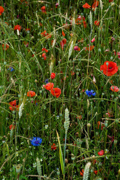 Champ naturel de c&eacute;r&eacute;ales, gramin&eacute;s, de coquelicots et de bleuets en Auvergne, France