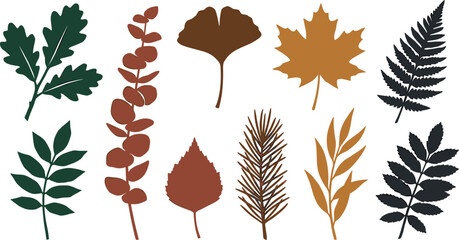 Autumn leaf vector silhouette set featuring maple oak ginkgo eucalyptus fern and pine branch elements for seasonal botanical design graphics and illustrations © MstMursida