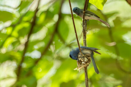 Black-naped Monarch (Hypothymis azurea) flycatcher parents bird is building a nest on green leaves background.Close up of beautiful blue bird in real nature in Thailand.