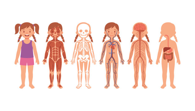Human body anatomy educational set for kids showing muscular skeleton circulatory nervous and digestive systems vector
