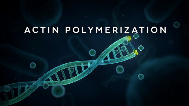 Actin polymerization with molecular structures showing the process of filament formation and cellular movement in a scientific context