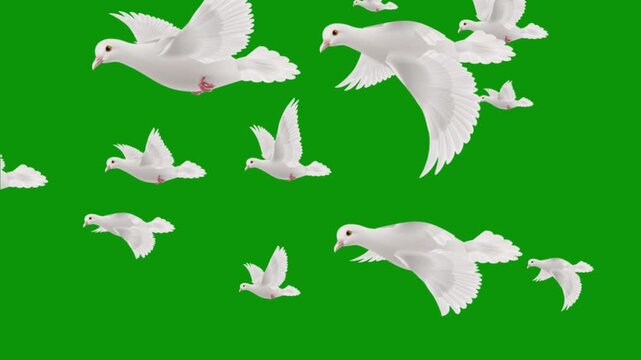 A flock of white doves flying gracefully across a vibrant green screen background, ready for digital compositing. Green Screen stabilized flying white birds left to right. flock of white birds flying 