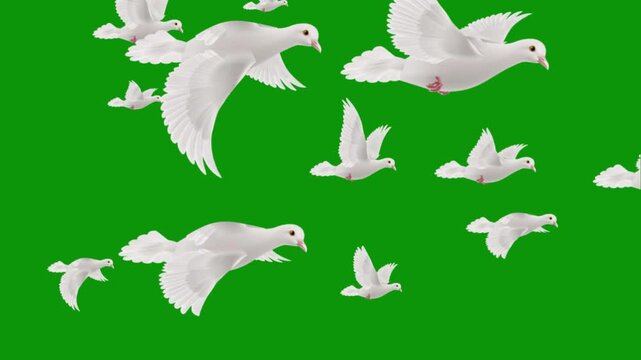 A flock of white doves flying gracefully across a vibrant green screen background, ready for digital compositing. Green Screen stabilized flying white birds left to right. flock of white birds flying 