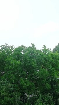 Rain falls on green trees in a backyard in the afternoon