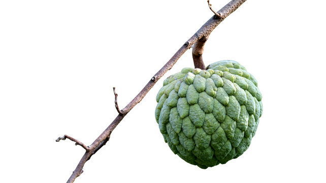 Fresh annona squamosa sugar apple fruit hanging from a thin tree branch with custard apple sweetsop tropical delicious textured ripening agriculture nutrition vegetarian ingredient isolated